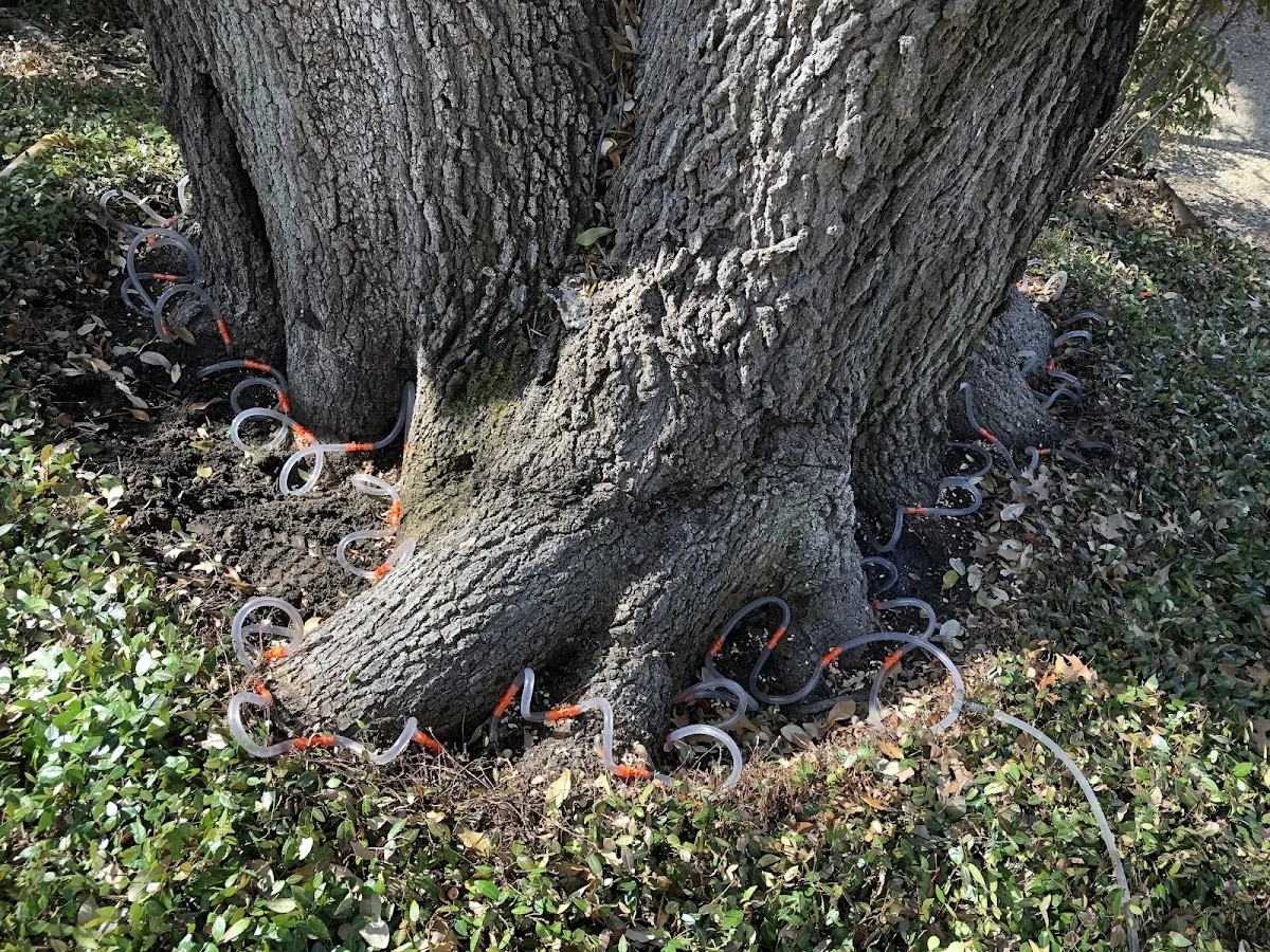Detailed Tree Cabling and Bracing job site in Glen White