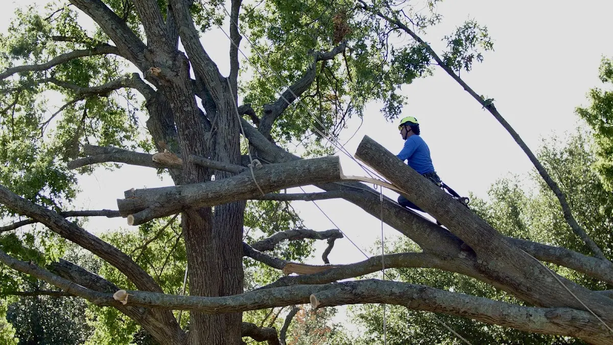 Professional Crown Thinning performed by certified arborists in Glen White